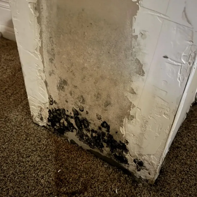 Professional Mold Removal in West Livingston, TX